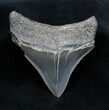 Very Serrated Inch Posterior Megalodon Tooth #1670-1